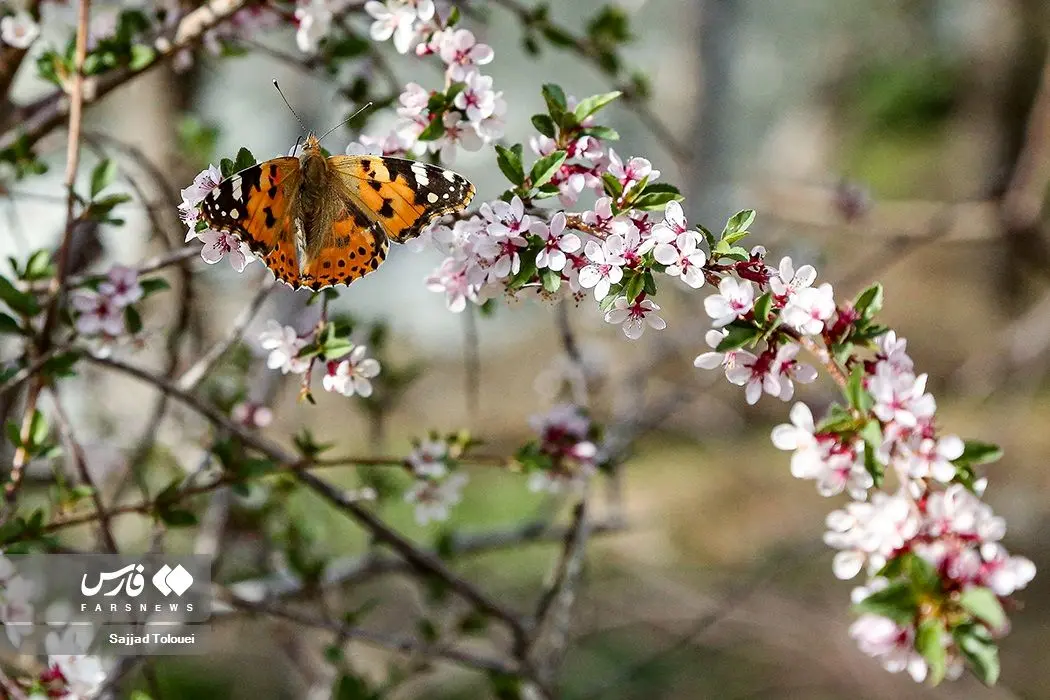 تصاویر زیبا از شکوفه‌های گیلاسِ «رِندان»
