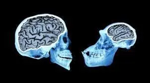 اندازه باورنکردنی مغز انسان نئاندرتال‌/ عکس