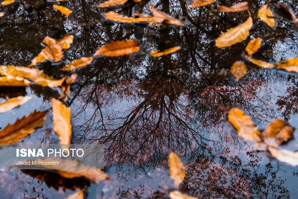 تصاویر| انعکاس تن لخت درختان در باران زمستانی رشت