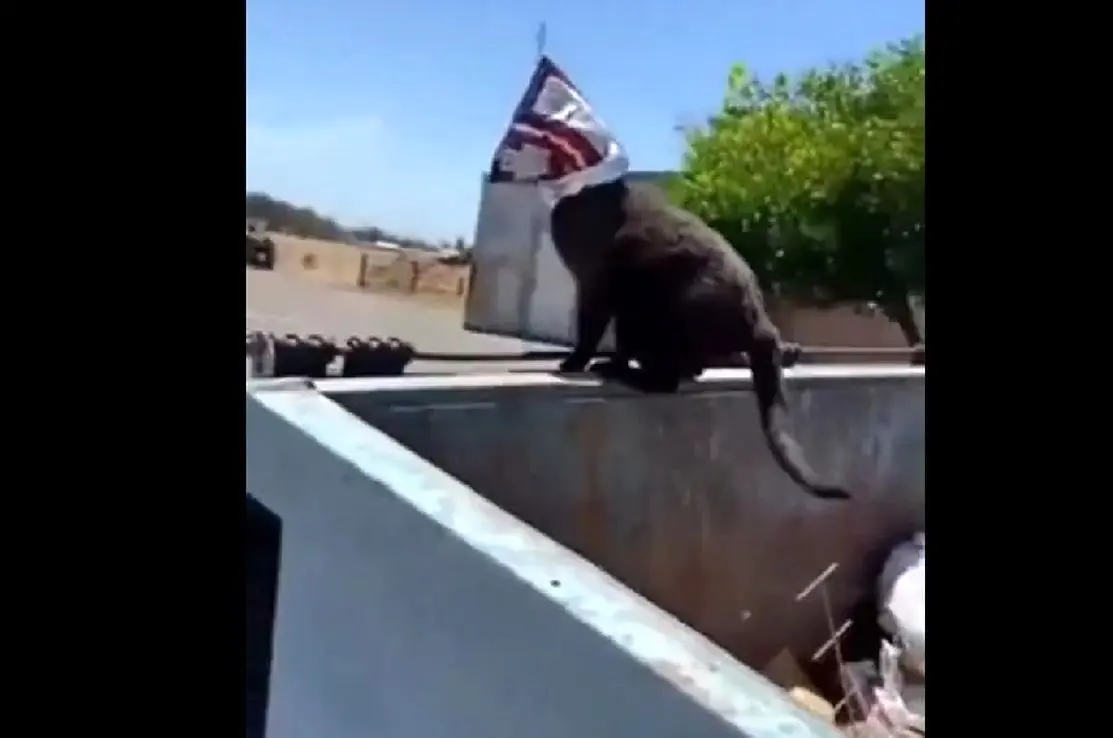 فیلم| گیر کردن سر گربه بازیگوش در یک پاکت