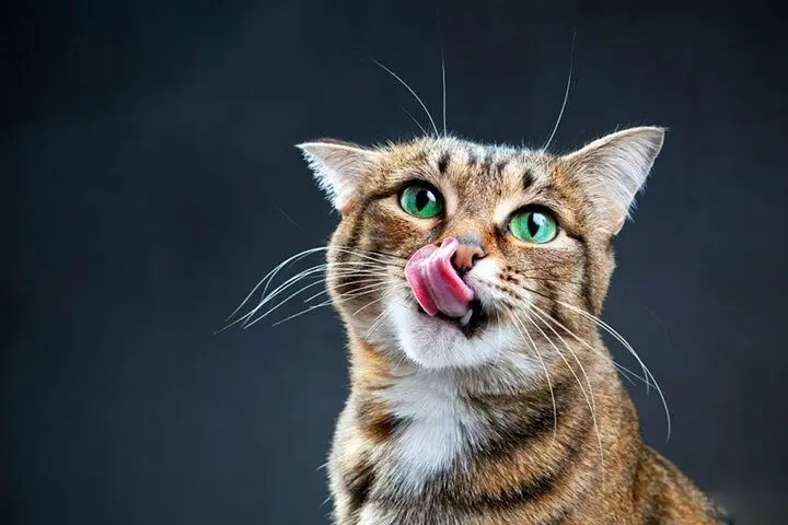فیلمی جالب از رفع خستگی یک گربه که در جهان پربازدید شد