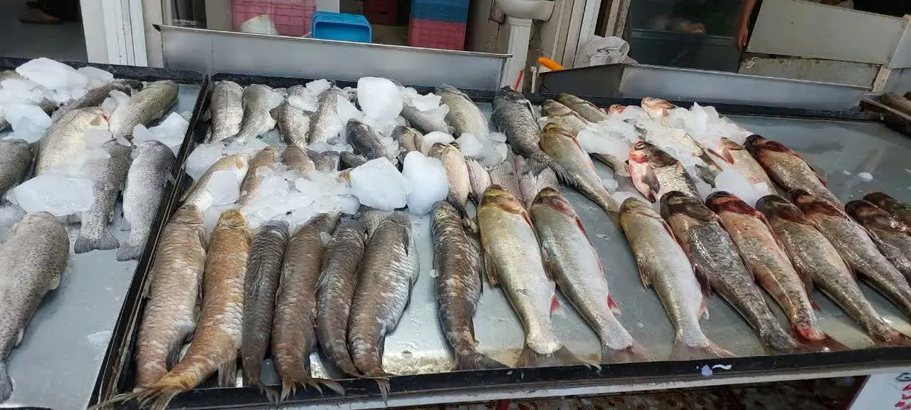 پیشگیری از عرضه و فروش غیر مجاز ماهی رودخانه ای در دزفول