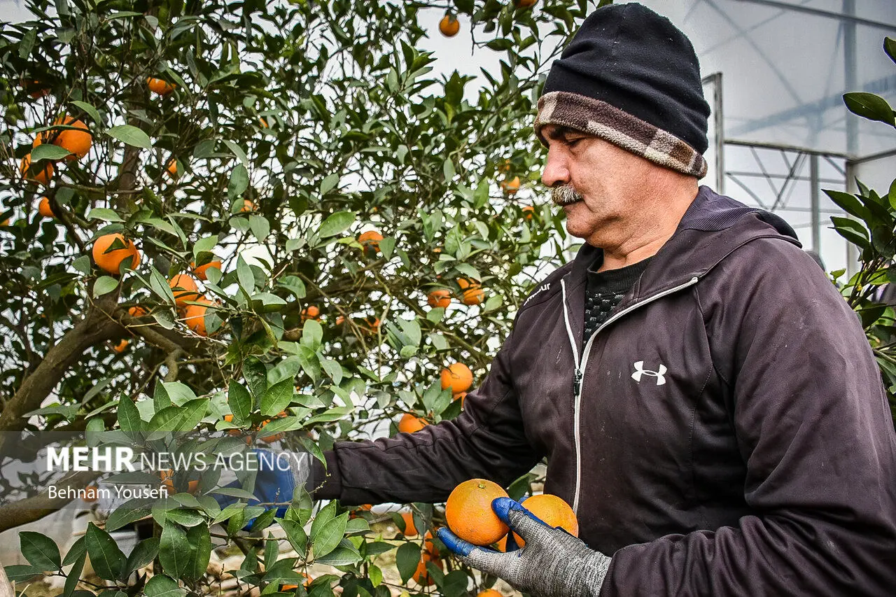 تصاویر| برداشت پرتقال در شمال کشور