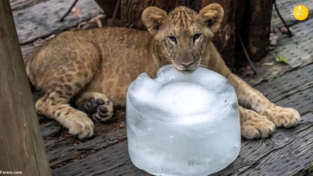تصاویر | خنک شدن حیوانات باغ وحش با آب و یخ