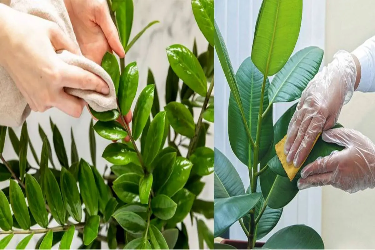 چند روش آسان برای تمیز کردن برگ گیاهان خانگی