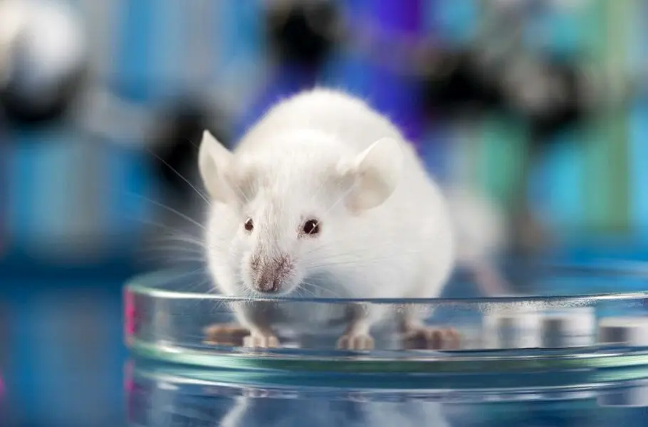 موش نابینا با یک روش جدید ویرایش ژن می تواند دنیا را ببیند