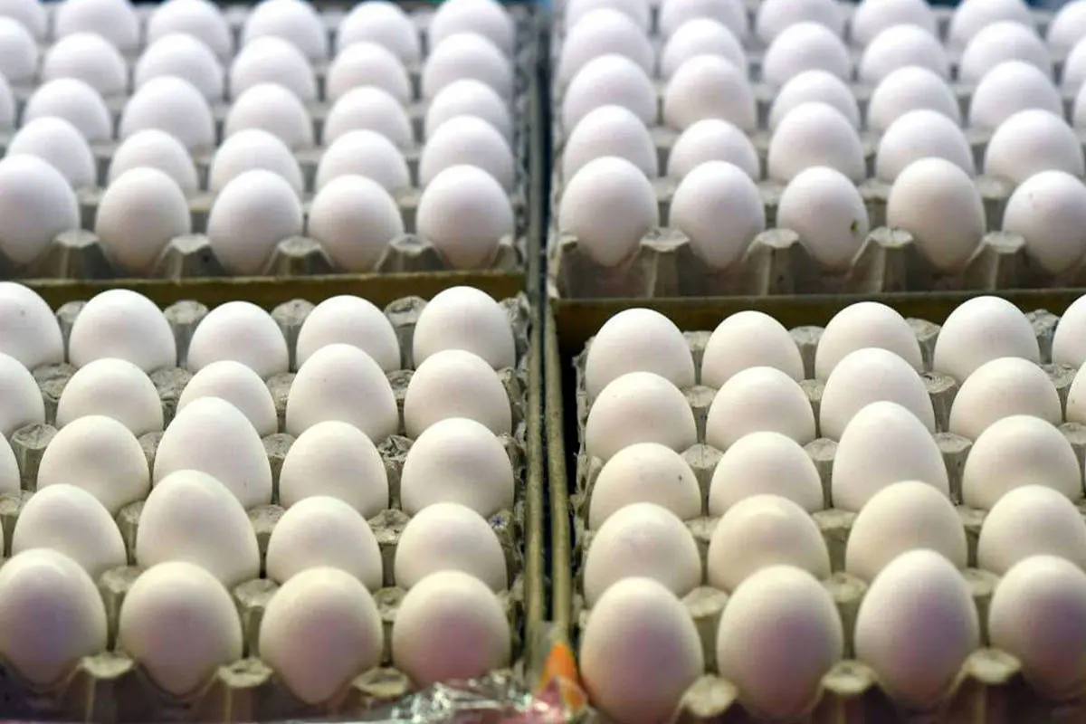  کاهش قیمت تخم مرغ به زیر نرخ مصوب / قیمت هرشانه تخم مرغ چند؟

