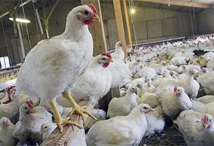 واردات تخم مرغ نطفه دار/ پیش بینی تولید ۱۲۵ میلیون جوجه

