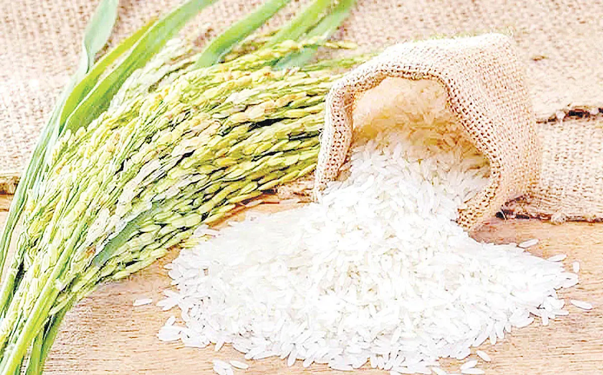 برنج ایرانی روی دست کشاورز و دلال بار کرد