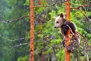 فیلم | مهارت بالای دو خرس وحشی در بالا رفتن از درخت!