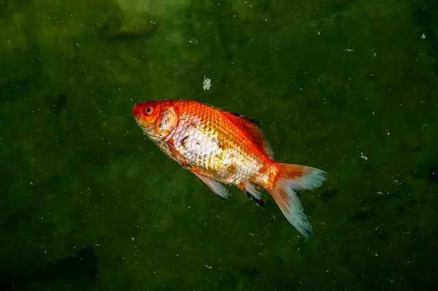 ایجاد محل‌های دریافت ماهی‌های قرمز عید نوروز در لرستان