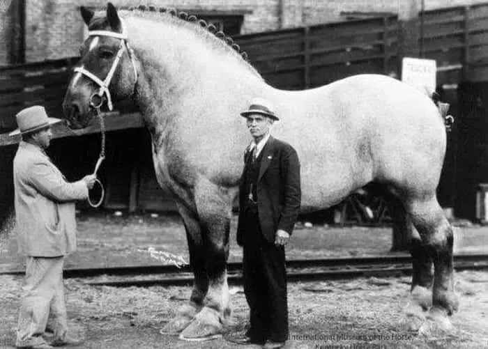 عجیب ترین اسب دنیا ، سنگین تر از یک ماشین!