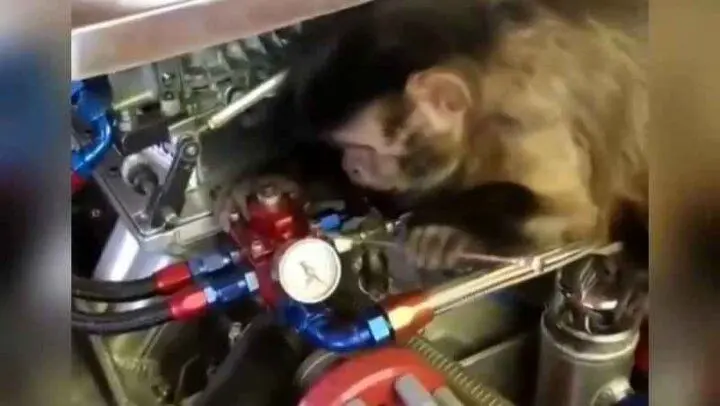 فیلم| علاقه باورنکردنی یک میمون به تعمیر ماشین و مکانیکی!