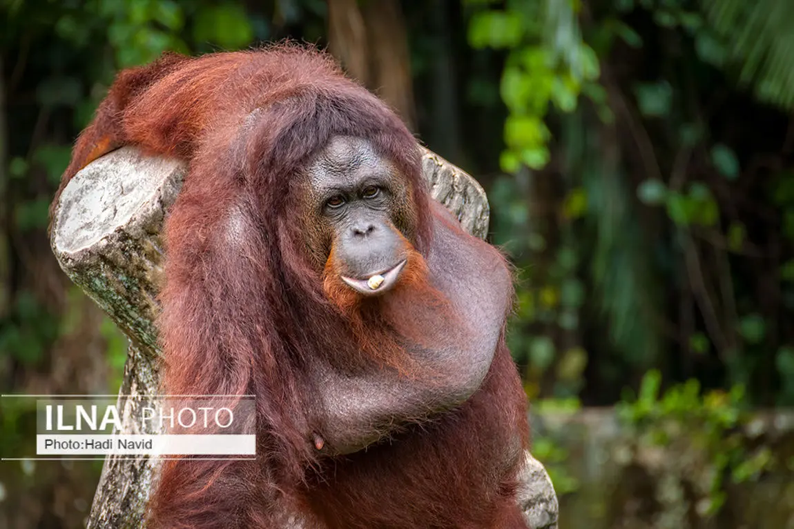 تصاویر| باغ وحش تایپینگ در مالزی