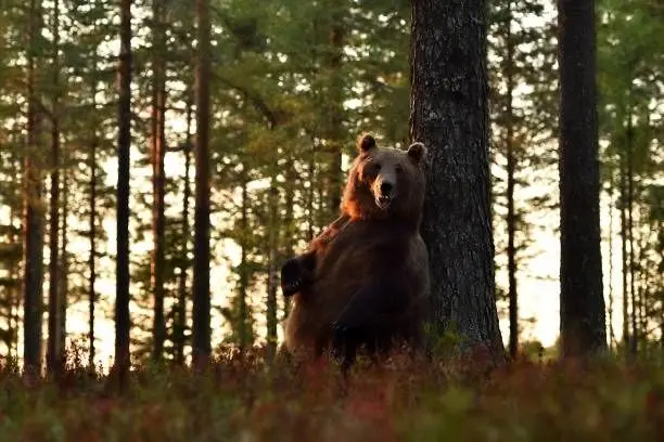 چرا خرس ها دوست دارند خودشان را به درخت بمالند
