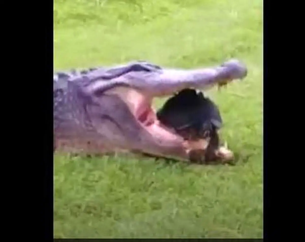 فیلم| تلاش دیدنی تمساح برای خوردن لاکپشت