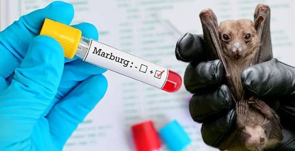 شیوع ویروس خطرناک ماربورگ در ۲ کشور آفریقایی