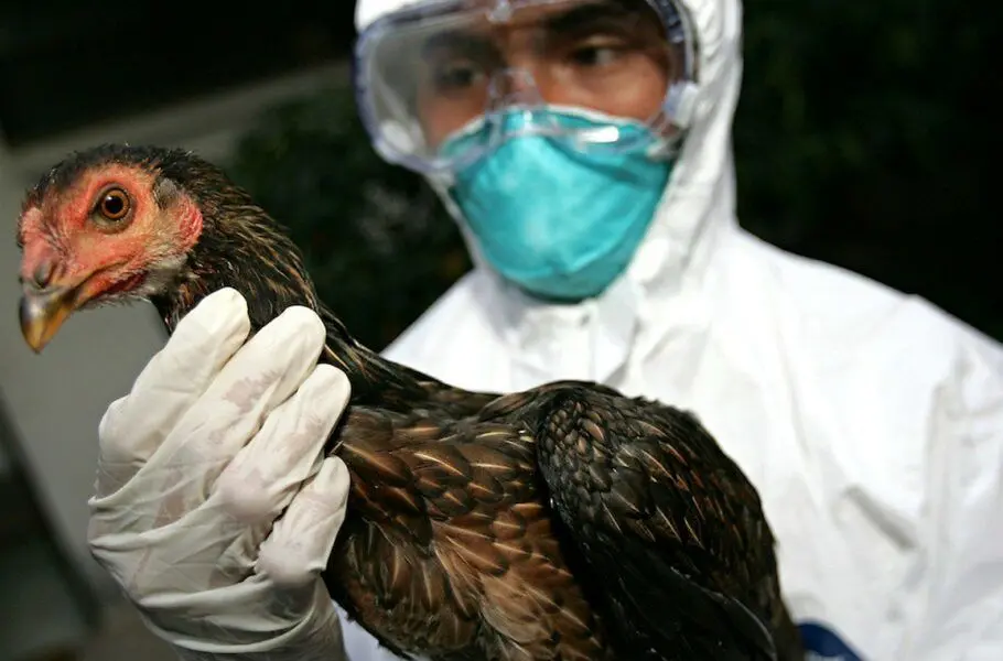 هشدار سازمان بهداشت جهانی درباره احتمال شیوع آنفلوانزای پرندگان میان انسان‌ها،  پس از مرگ یک دختر 11‌ساله