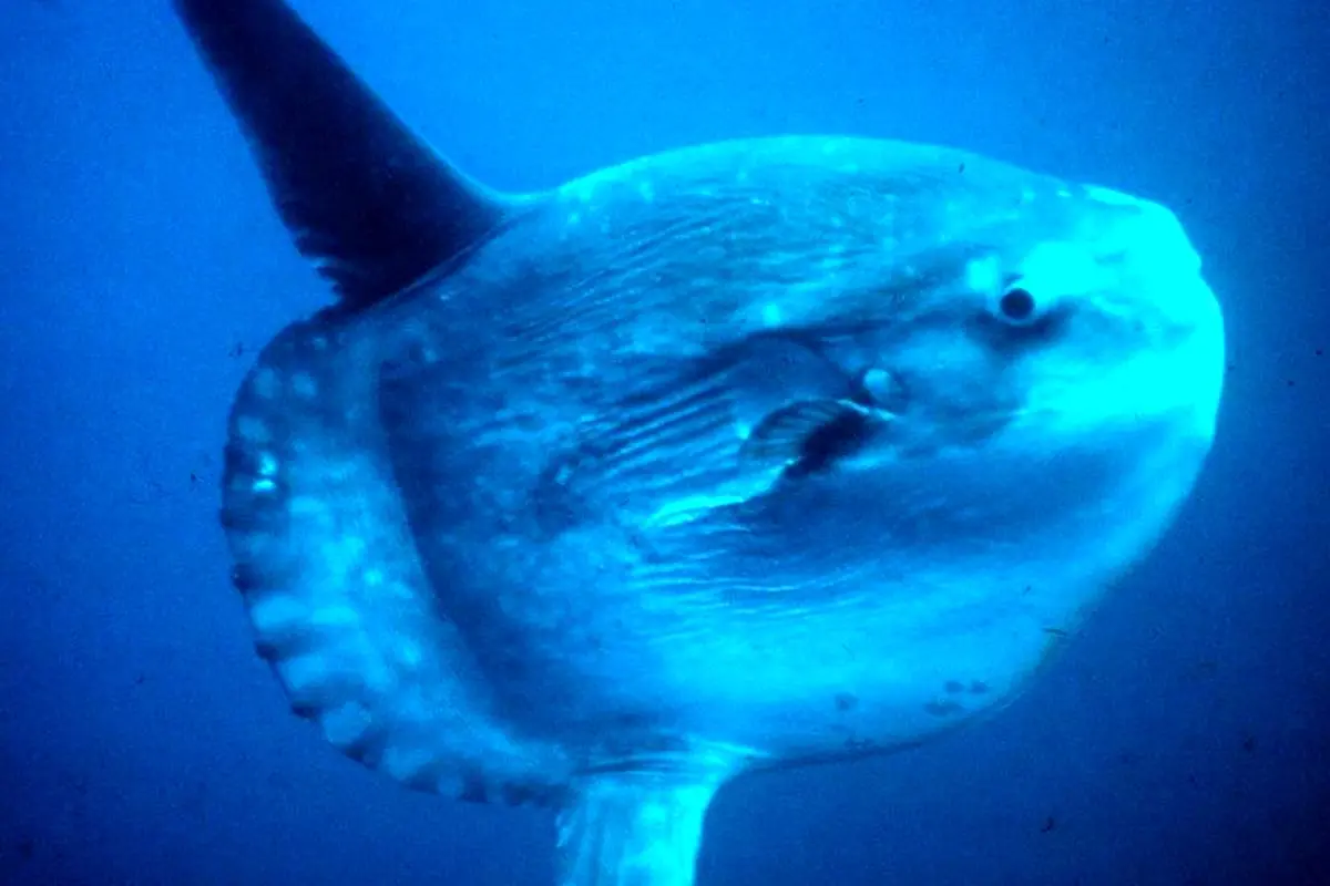 عکس| ماهی‌ غول‌پیکر ۲ تُنی ادای کوسه در می‌آورد 