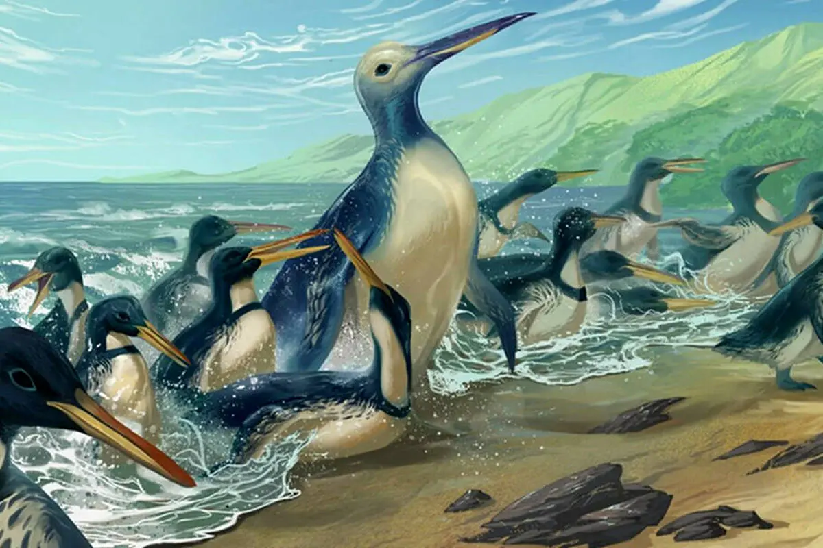  فسیل بزرگ‌ ترین پنگوئن تاریخ پیدا شد