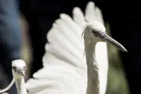 آزادسازی پرندگان در پارک ملی لار