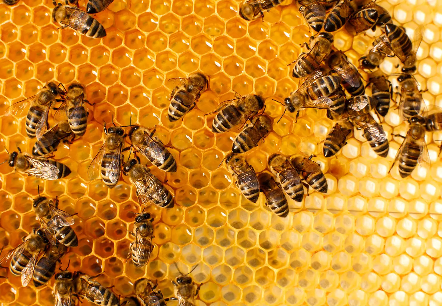 فیلم| نمای جالب از نحوه عملکرد و ساختار نیش زنبور عسل