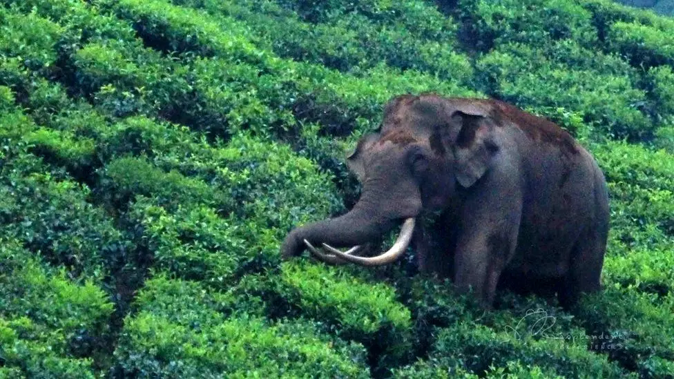 پادایاپا، فیل محبوبی در هند که جدیدا خشن شده است