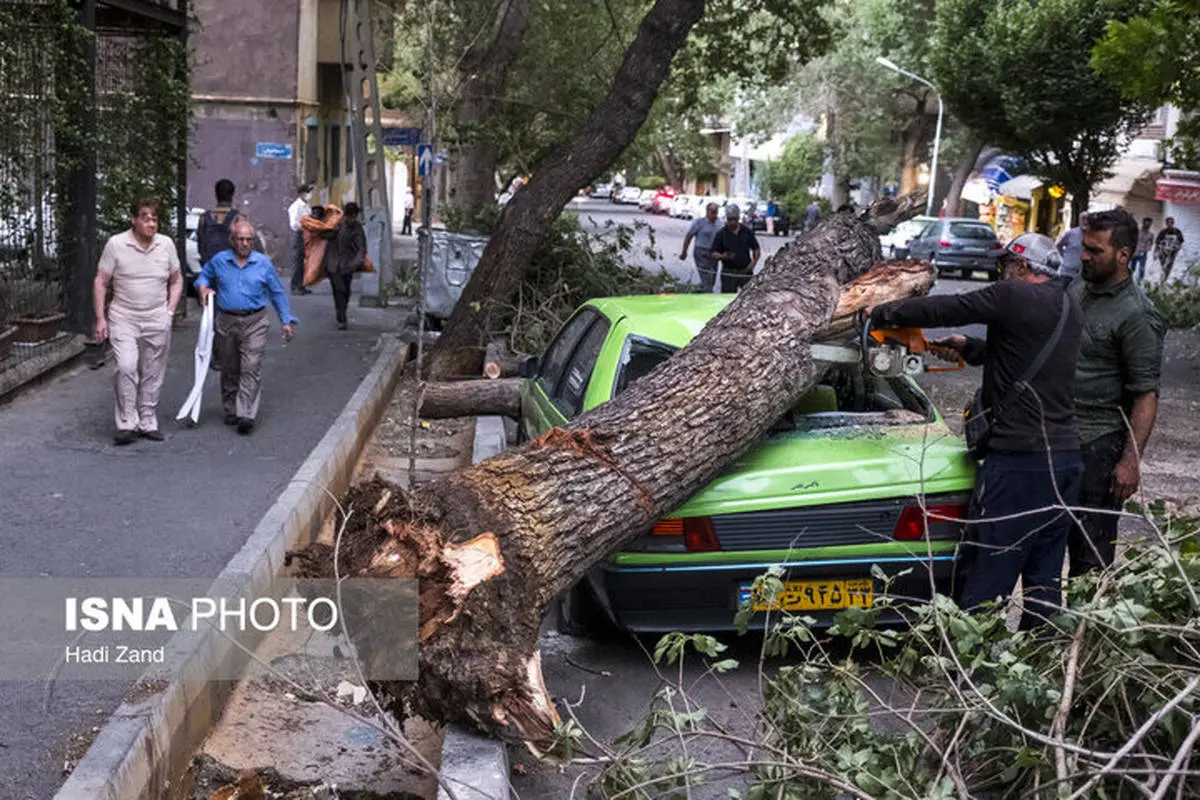 تصاویر | شکستن درخت‌های غول پیکر در تهران به دلیل وزش باد شدید