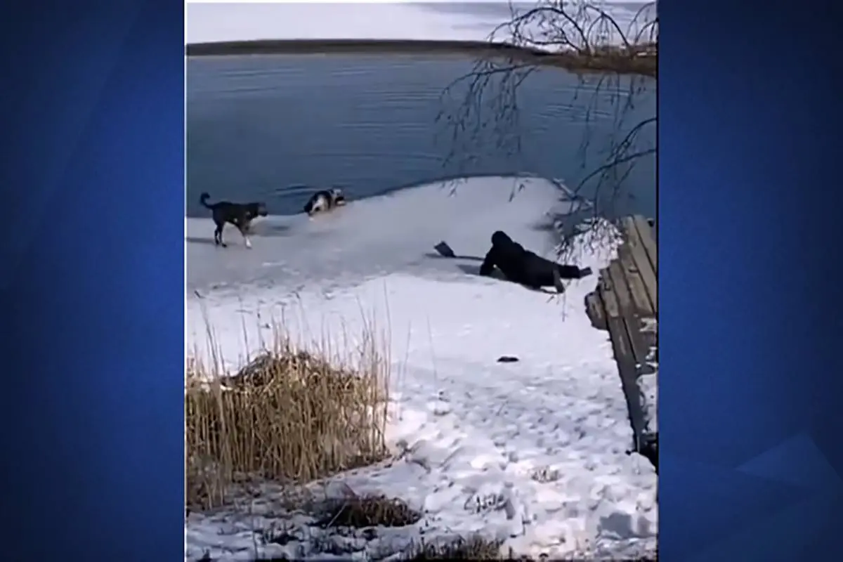 نجات یک سگ از دریاچه با بیل! + ویدئو