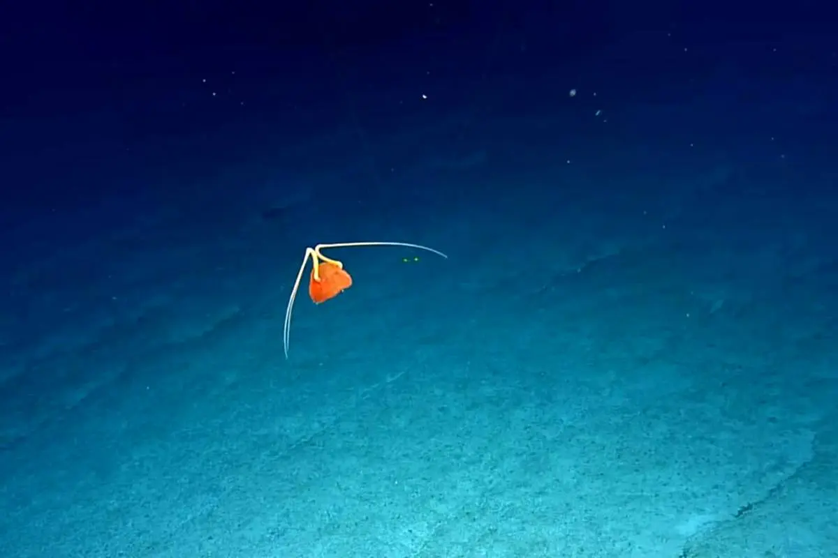 اولین تصاویر از یک عروس دریایی که همنوع خود را می‌خورد!