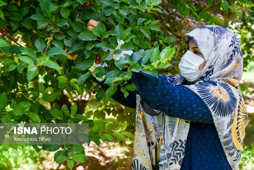تصاویر | برداشت میوه از باغ‌های گلدشت