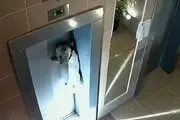 فیلم| گیر کردن دلخراش یک سگ بین درهای آسانسور