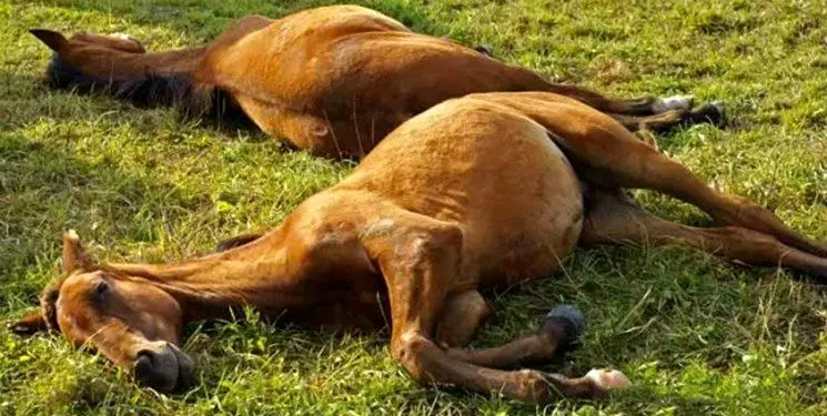 علت تلف شدن اسب‌های زارچ اعلام شد