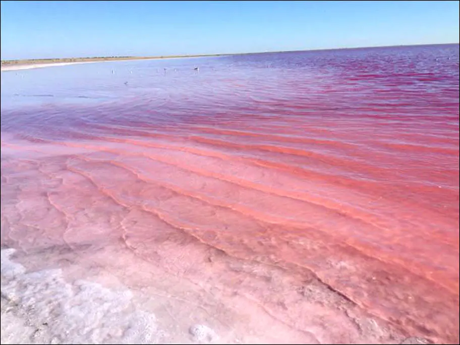 فیلم| دریاچه‌ای به رنگ صورتی، در اوج تابستان در سیبری!
