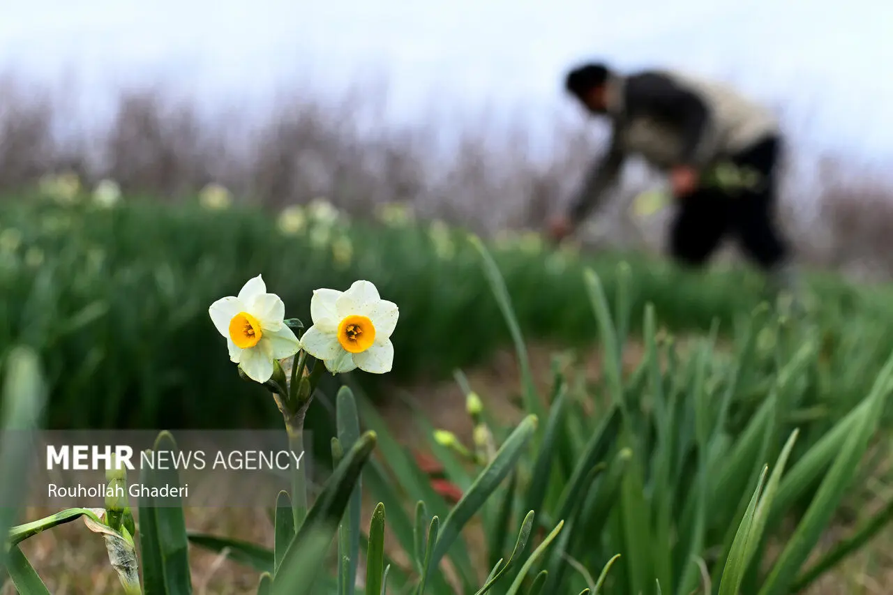 تصاویر | برداشت گل نرگس در آزادشهر
