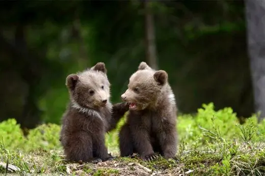 فیلم| ذوق‌زدگی جالب یک بچه خرس با دیدن انسان‌ها؛ ایستادن روی دو پا