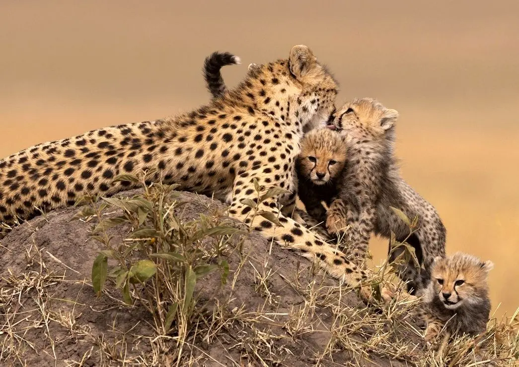 فیلم| لحظه زمین خوردن یک بچه یوزپلنگ