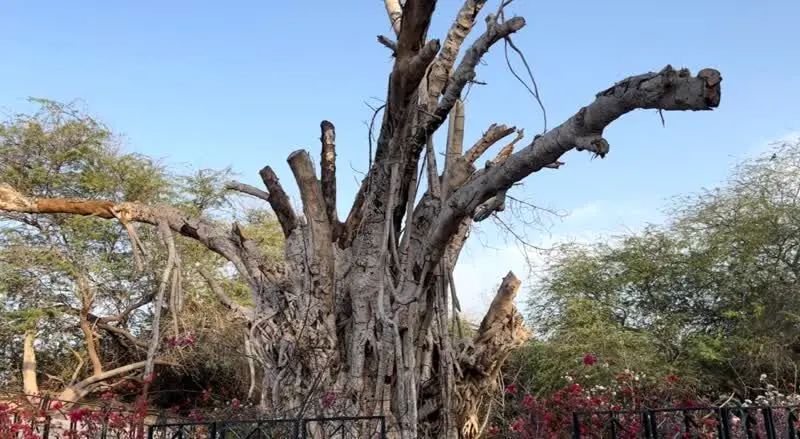 درخت انجیر معابد ۵۰۰ ساله در کیش از بین رفت! + عکس و فیلم