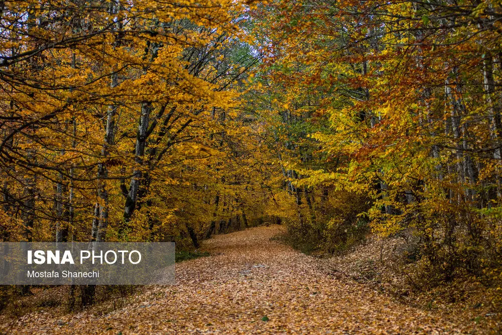 تصاویر| پاییز زیبای طبیعت چهاردانگه ساری