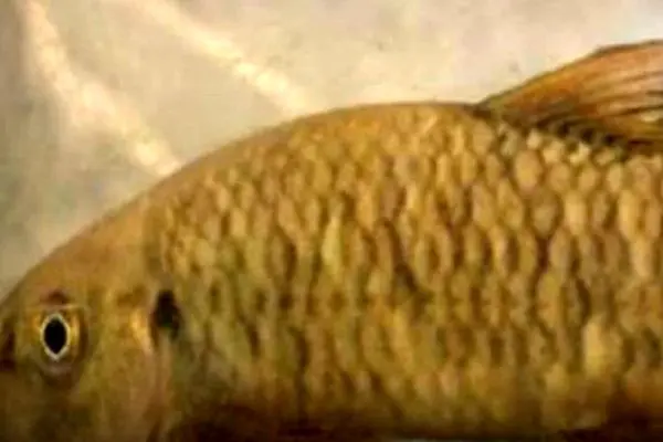 کشف یک گونه ماهی ۱۲ میلیون ساله در رودخانه‌های ایران!