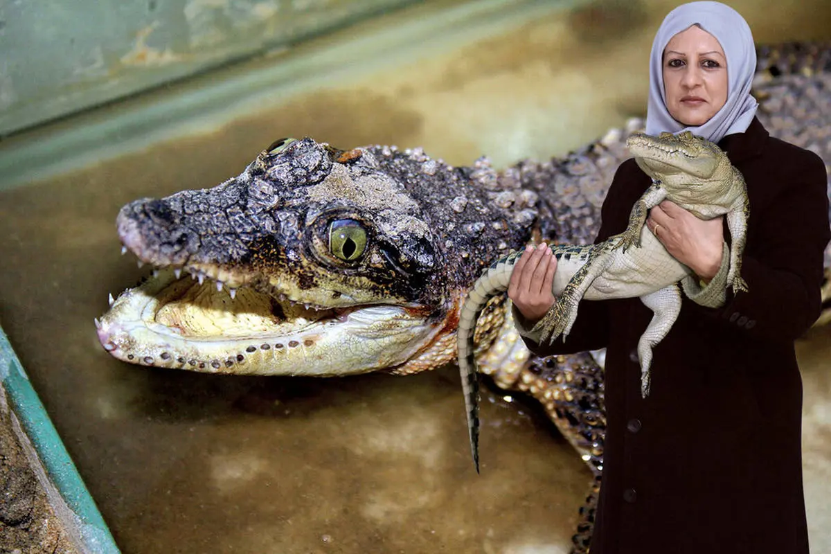 یک زن نخستین پرورش دهنده کروکودیل در ایران است