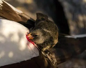 عکس| فنچ خون‌آشام، پرنده‌ای عجیب با رژیم غذایی ترسناک
