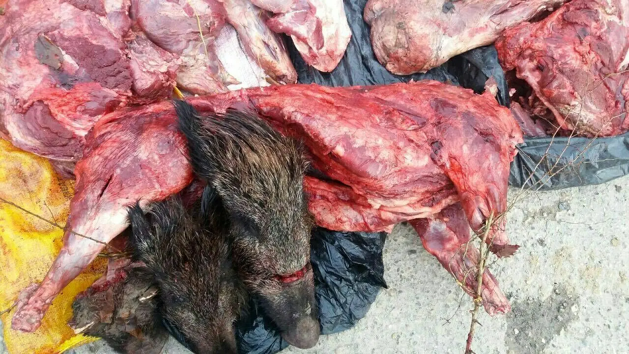 کشف ۳ تن گوشت گراز و خوک در شمال تهران!