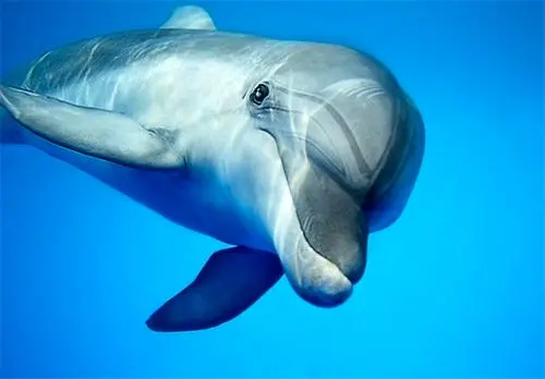 راز گشایی از شباهت عجیب صدای دلفین پوزه دار به کیم کارداشیان!