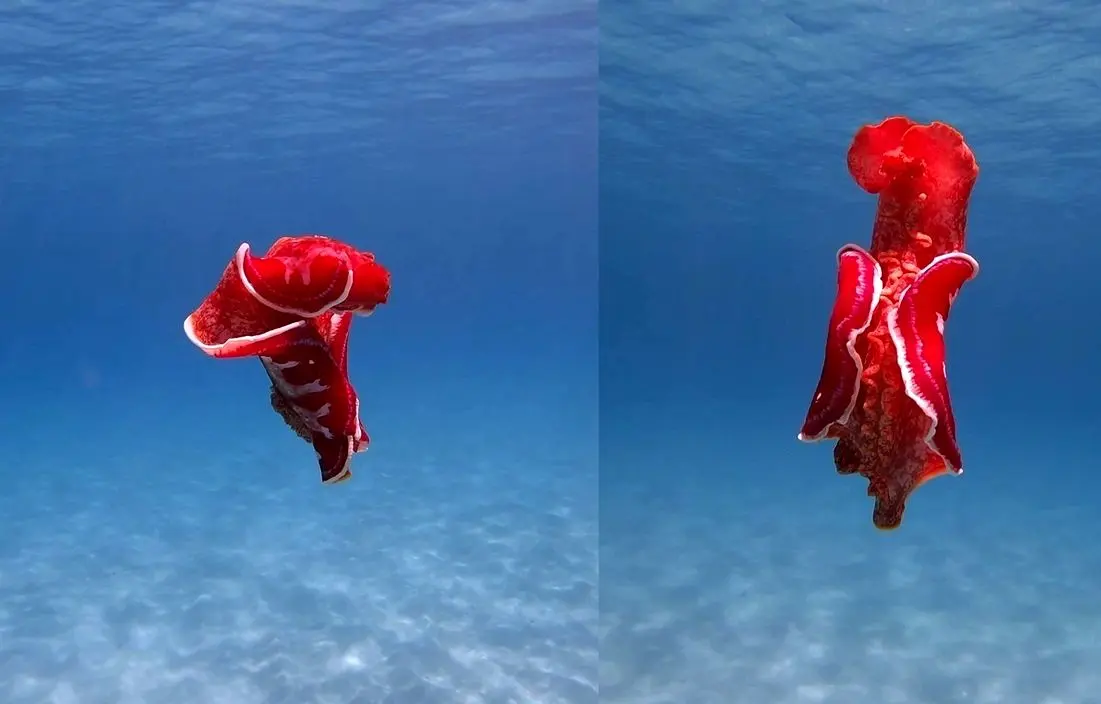 فیلم| رقص یک حلزون دریایی در خلیج مرجانی استرالیا
