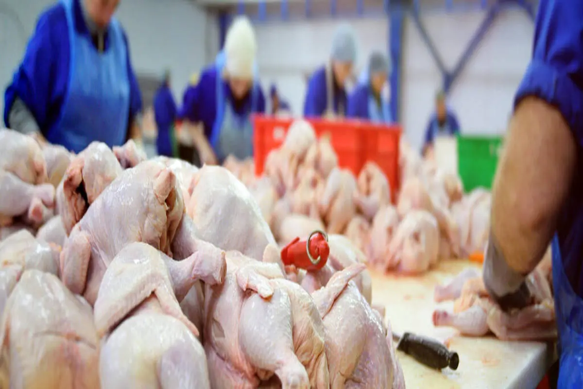 گوشت مرغ چگونه گران ‌شد؟ / وضعیت تولید در مرغداری ها


