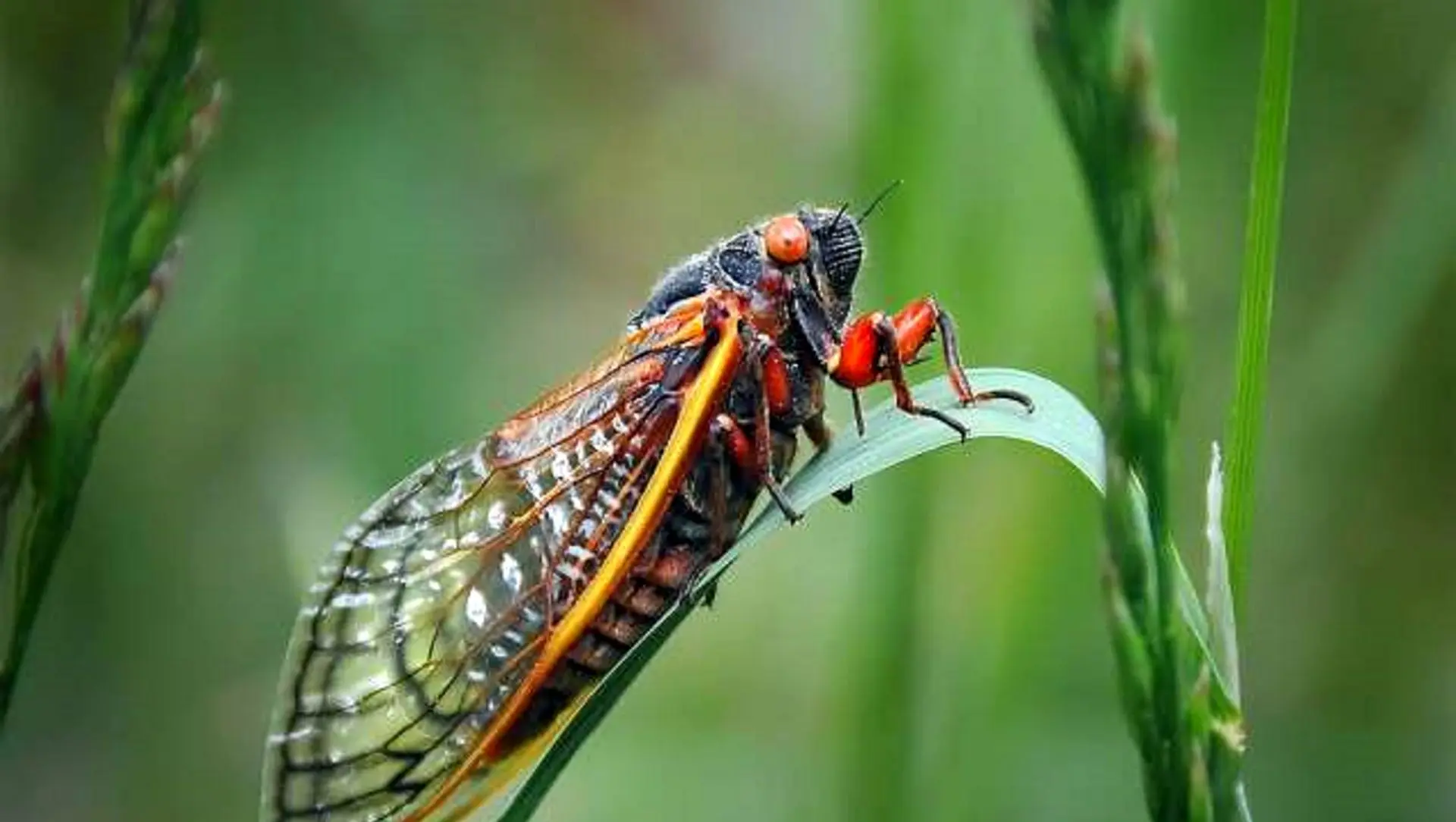 نتیجه تحقیقات جدید: خوردن حشرات می‌ تواند به سلامت روده انسان کمک کند
