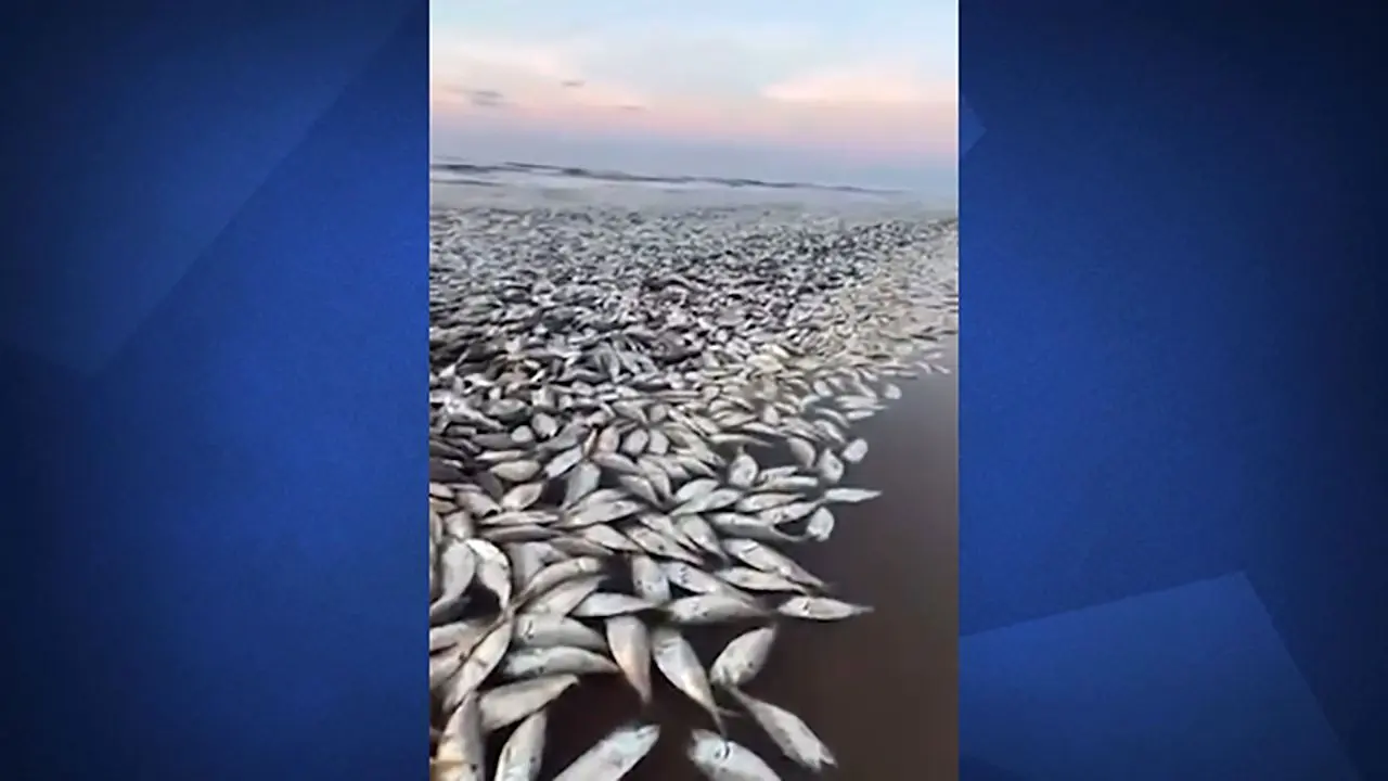 فیلم | مرگ هزاران ماهی در سواحل تگزاس