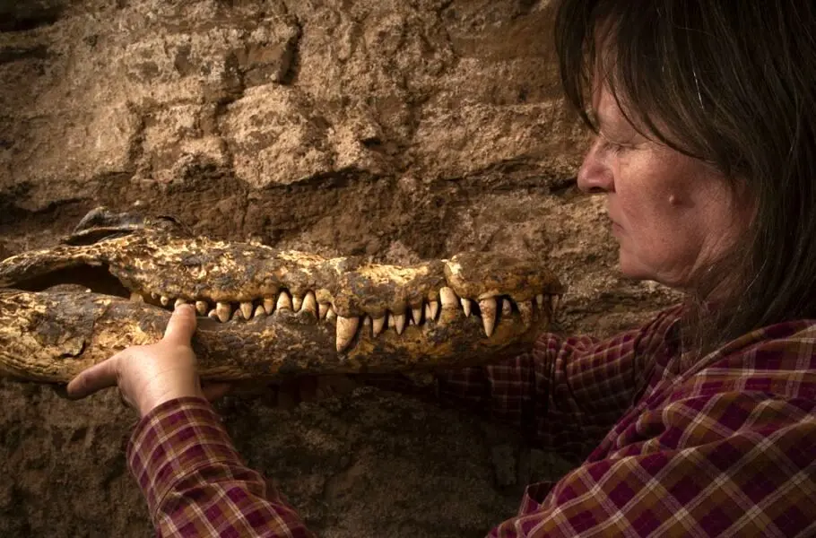 پژوهشگران مومیایی 2500ساله چند تمساح را در مقبره‌ ای در مصر پیدا کردند