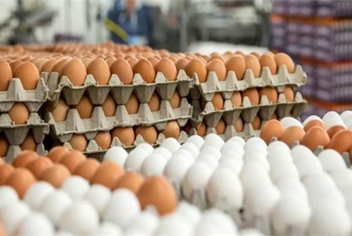 اعلام قیمت نهایی تخم مرغ برای مصرف کننده